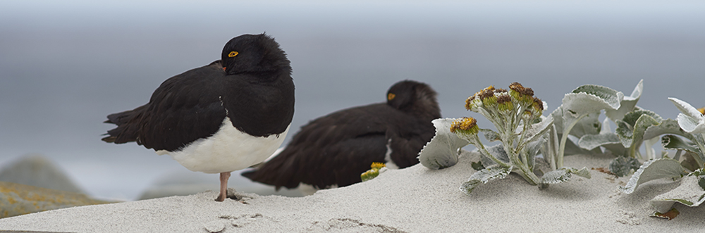 MAGELLANIC OYSTERCATCHER Haematopus leucopodus